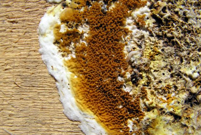 merule-pleureuse-champignon-humidite-traitement-pays-bigouden-pont-l-abbe-guilvinec