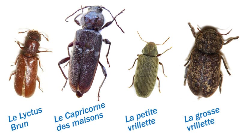 traitement-bois-insectes-xylophage-vriellette-capricorne-maison-treffiagat-loctudy-guilvinec-penmarch-