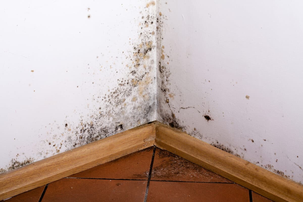 traitement-humidite-mur-salpetre-remonttee-capillaire-devis-gratuit-prat-tredarzec-kermaria-sulard-pluzunet-paimpol